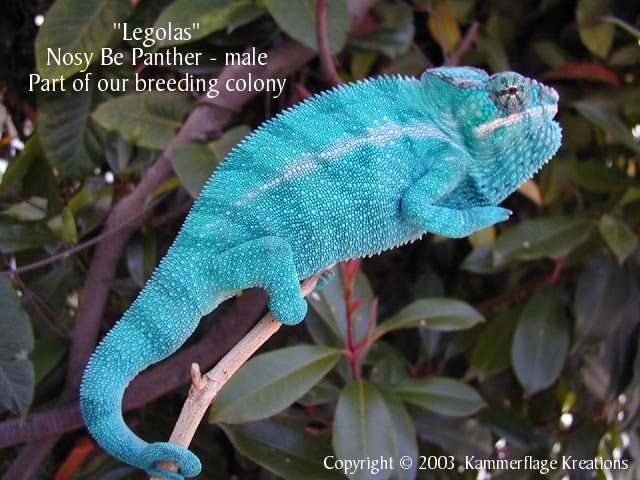 Legolas - Cyrus' maternal granddaddy