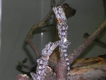 Frilly hatchlings