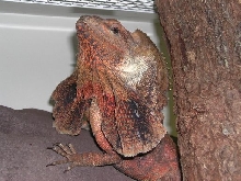 Male Oz Nt Frilly