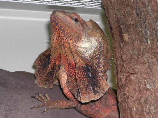 Male Oz Nt Frilly