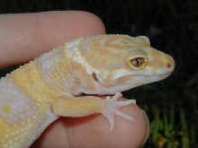 My Close up on Albino !