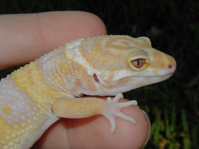 My Close up on Albino !