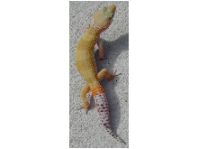 Male SHCTB