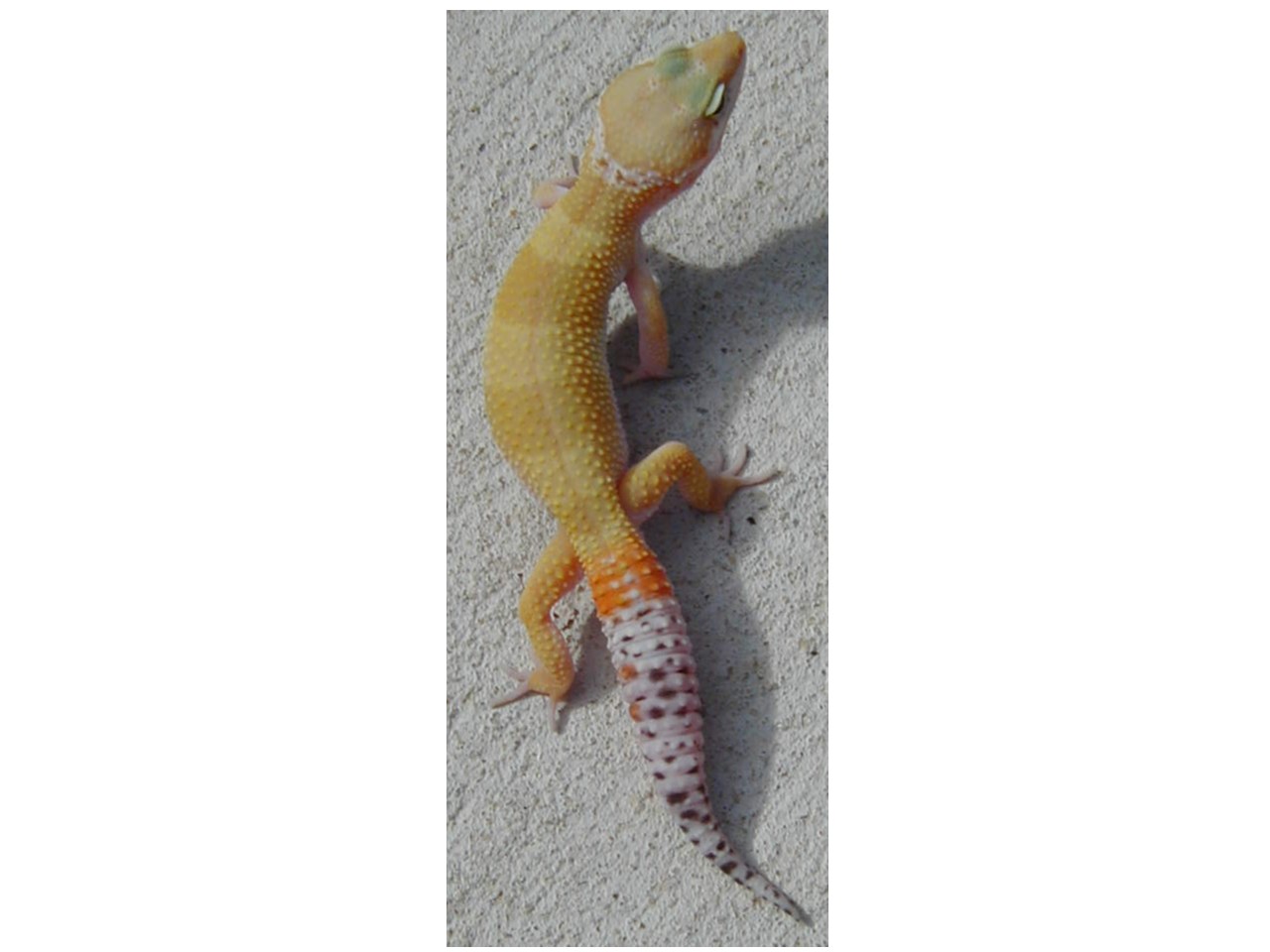 Male SHCTB