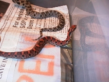 red NC hognose