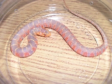 albino water snake