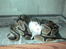 3'FEMALE_BALLPHYTON