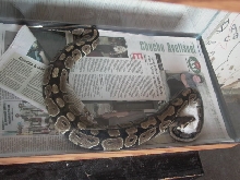 3'FEMALE_BALLPHYTON