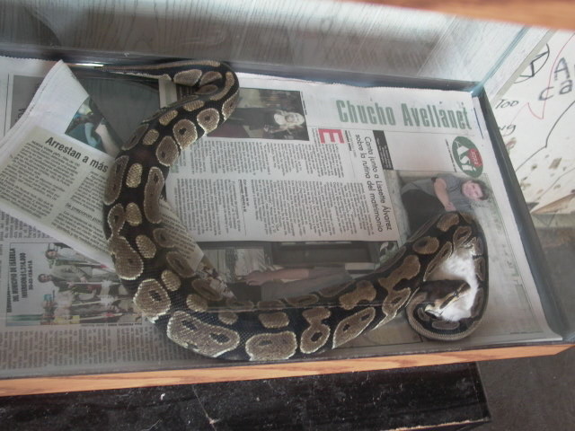 3'FEMALE_BALLPHYTON