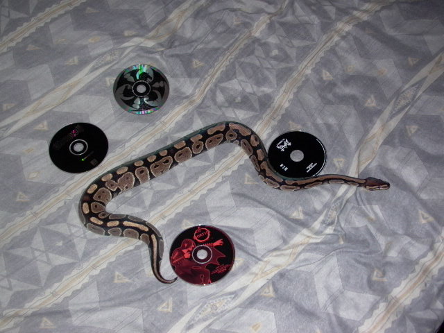 3'FEMALE_BALLPHYTON