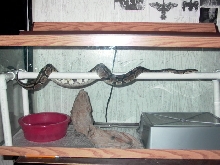 3'FEMALE_BALLPHYTON