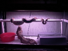 3'FEMALE_BALLPHYTON
