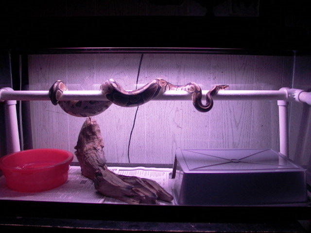 3'FEMALE_BALLPHYTON