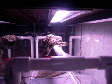 3'FEMALE_BALLPHYTON