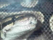 MY 3' FEMALE BALL PHYTON