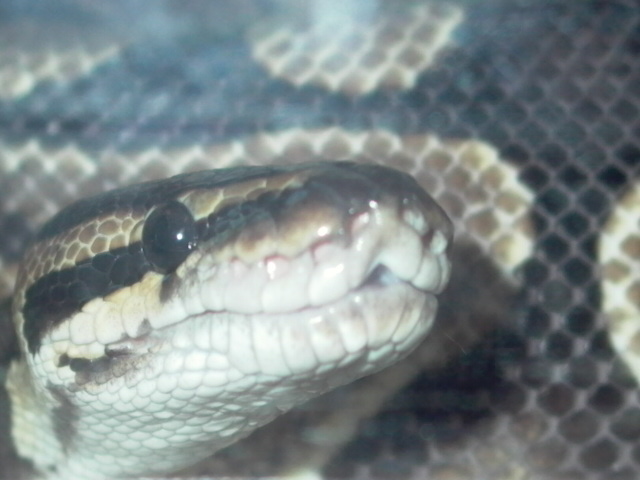 MY 3' FEMALE BALL PHYTON