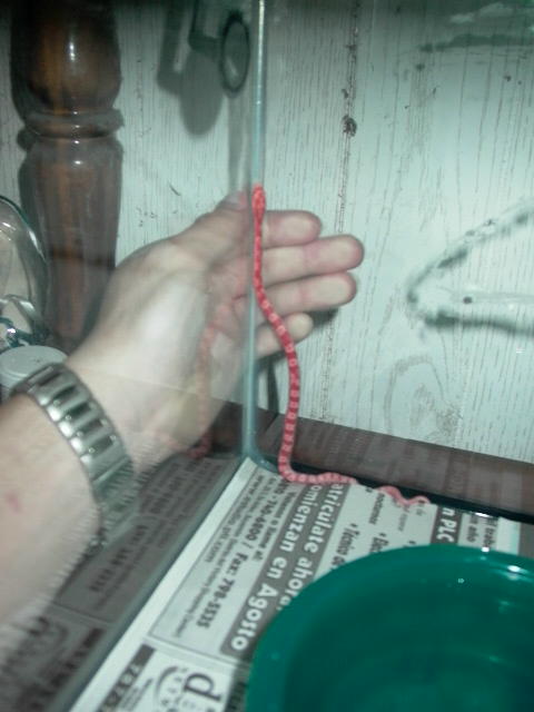 MY NEW LITTLE TANGERINE CORN SNAKE