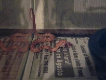MY NEW LITTLE TANGERINE CORN SNAKE