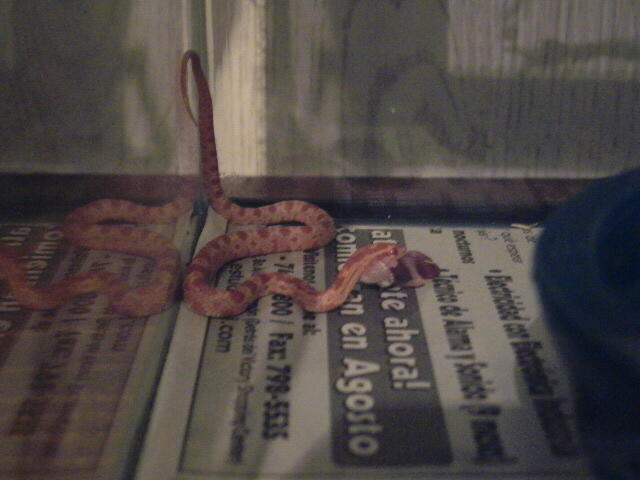 MY NEW LITTLE TANGERINE CORN SNAKE