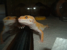 CloseUp of BudDEE