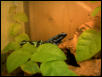 blue and green dart frog