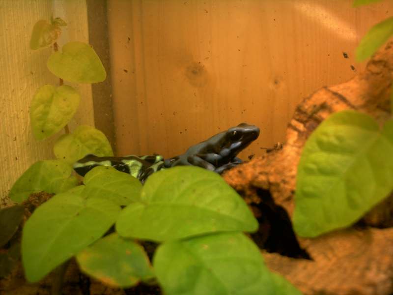 blue and green dart frog