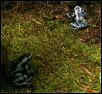 my only two blue frogs...