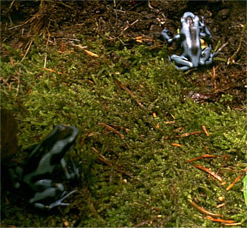 my only two blue frogs...