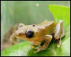 Hyperalis