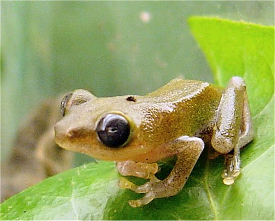 Hyperalis
