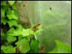 Treefrog