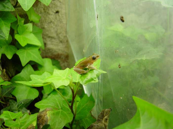 Treefrog