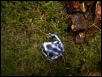 blue dart frog