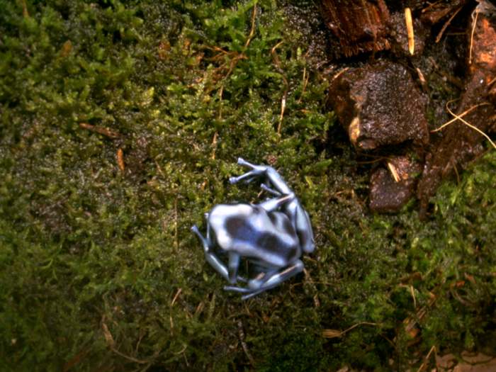 blue dart frog