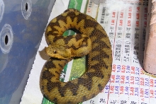Yellow Vipera ammodyes Lake Scutari