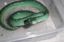 Tropidolaemus subannulatus blue