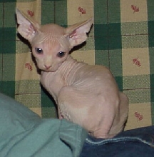 Roswell's Baby Pictures