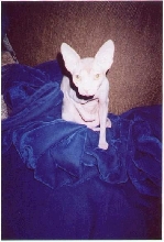 The Little Celebrity