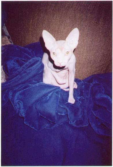 The Little Celebrity