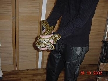 rockpython