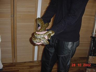 rockpython