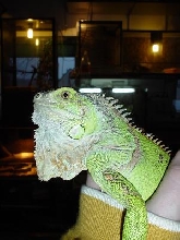 Juvenile Iguana