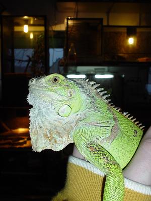 Juvenile Iguana