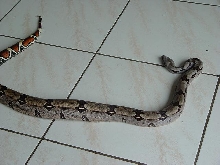 guyana redtail boa