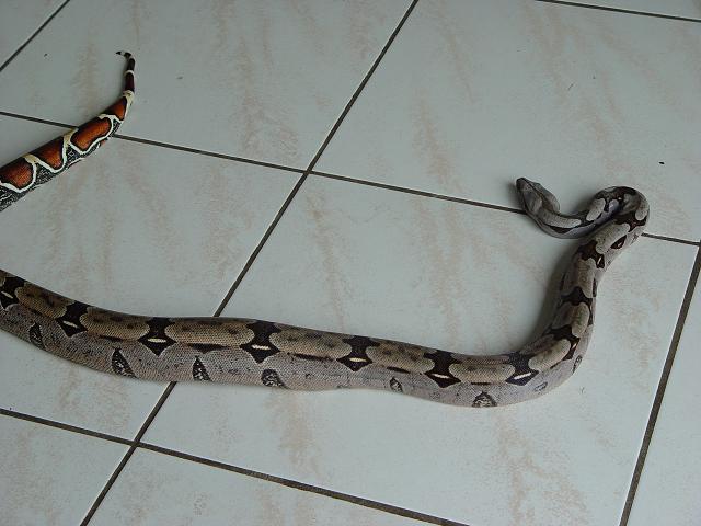 guyana redtail boa