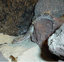 luipaard gecko