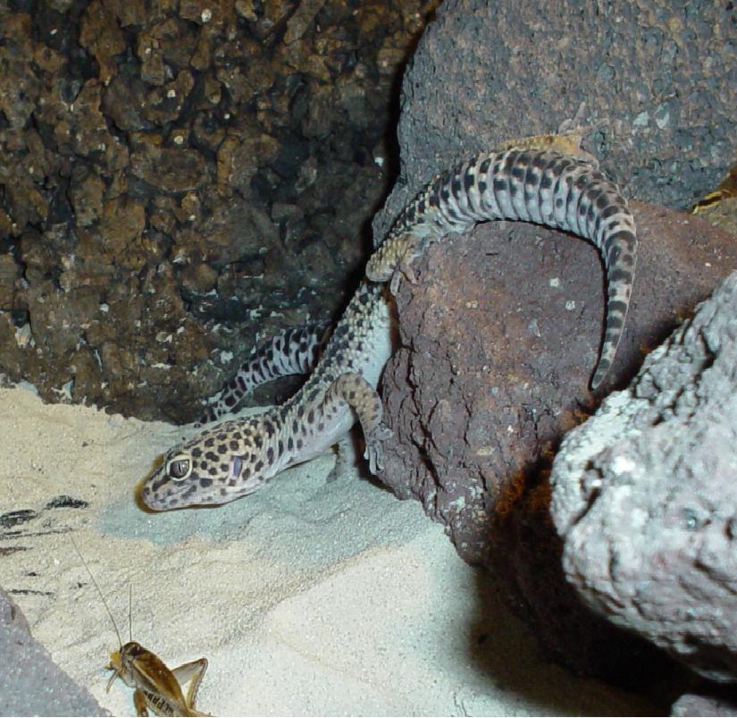 luipaard gecko