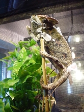 veiled chameleon