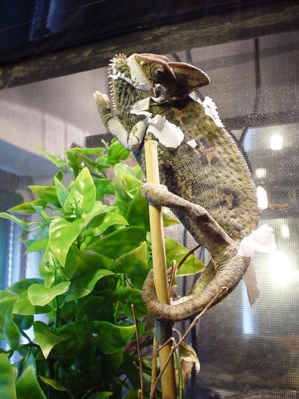 veiled chameleon