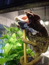 agressive shedding chameleon